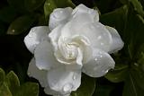 Gardenia