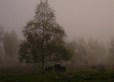 Farm Life/Countryside