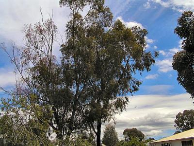 Backyard Gum Treeby Matty J