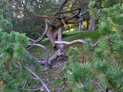 Deformed Pine Tree<br>by Rander3127