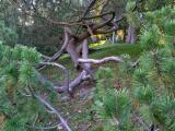 Deformed Pine Tree<br>by Rander3127