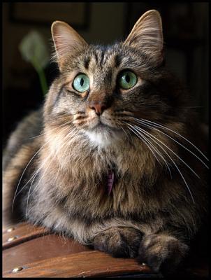 Serious Wiskers.jpg