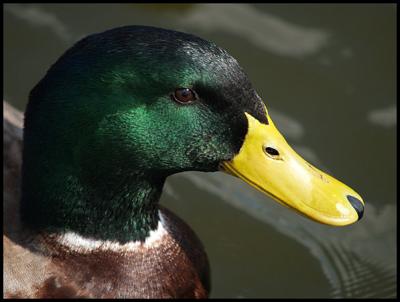 Just Ducky.jpg