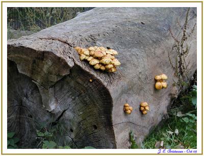 Tree detail