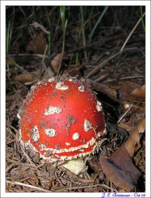 Delecious mushroom