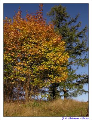 Fall tree