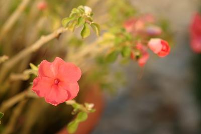 flower pot.jpg