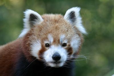 v3/20/232320/3/51546320.redpanda.jpg