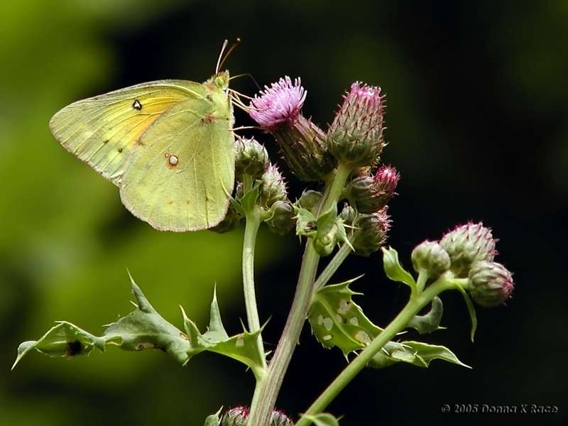 Sulphur #2