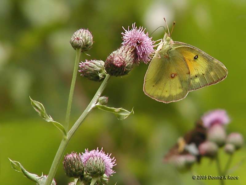 Sulphur #4