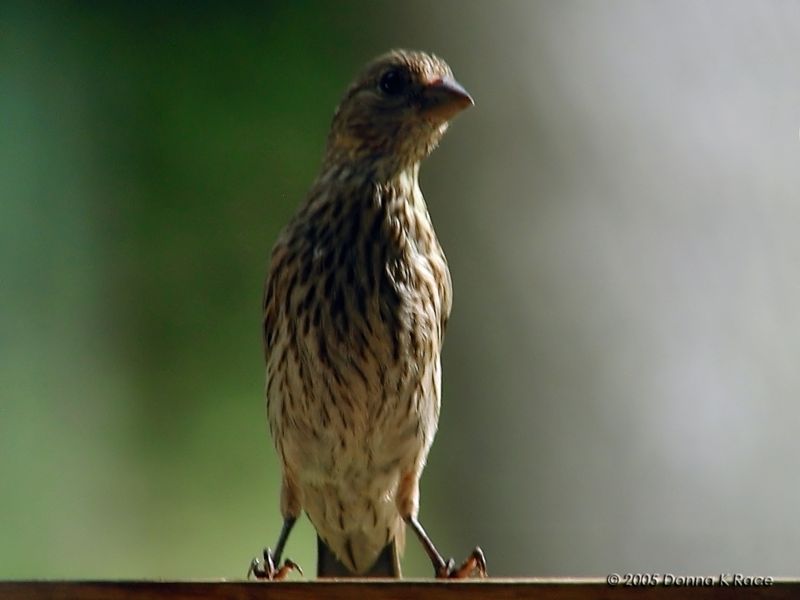 <b>Female House Finch</b><br>Jun 27th