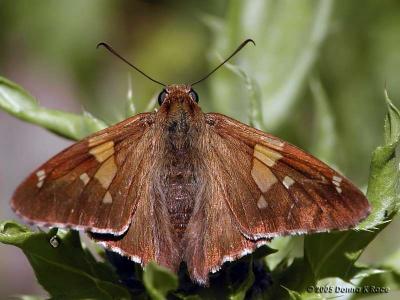 Silver Spotted Skipper 5-28