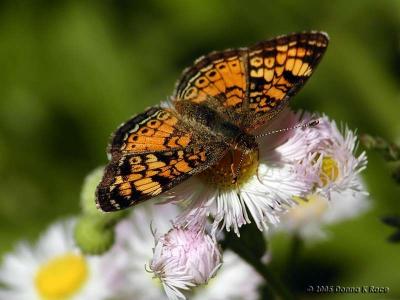 Pearl Crescent on Phildaelphia FleabaneMay 28th