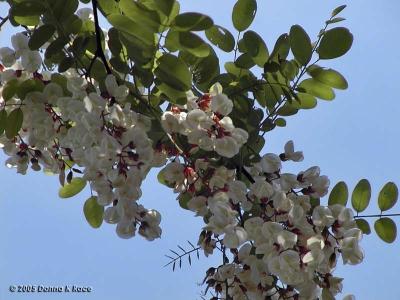 Locust Blossoms