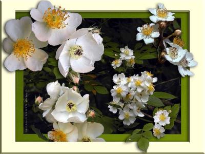 Mulitflora Rose Composite