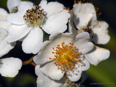 Multifora Roses