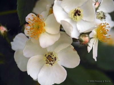 Multifora Roses