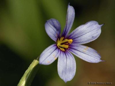 Blue Eyed Grass, Waking up