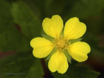 Cinquefoil