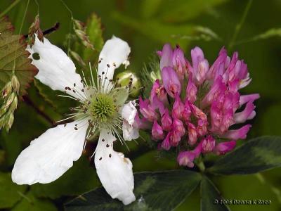 Grass shoot; Blackberry; Red Clover