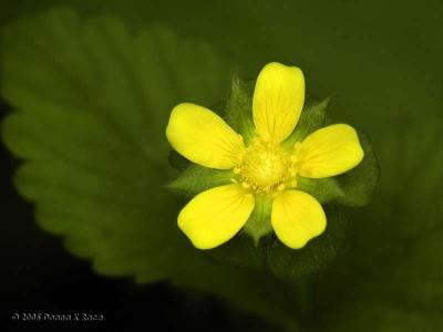 Indian Strawberry
