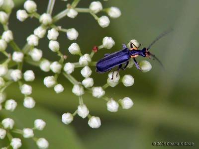 Beetle on Yarrow Buds