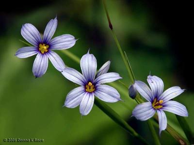 West Virginia Wildflowers and Native Blossoms ~ June 2005