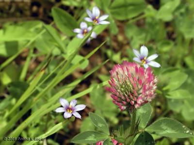Red Clover; Blue Eyed Grass