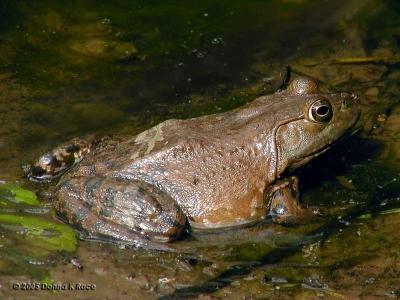 Reptiles and Amphibians ~ WV