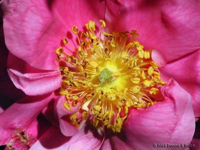 A Splash of Color