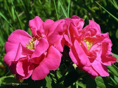 Roadside Roses