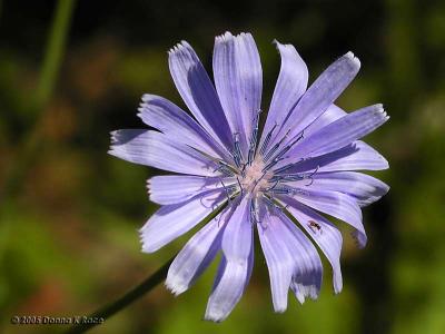 First Chickory