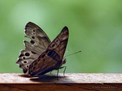 Northern Pearly-eye