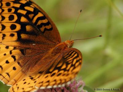 Fritillary