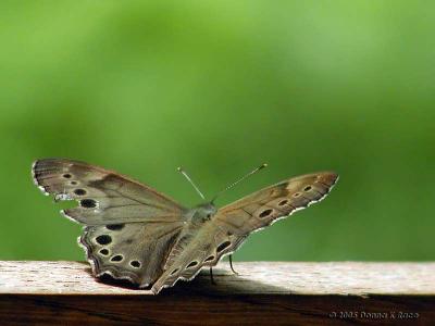 Northern Pearly-eye