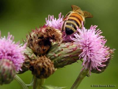 Honey Bee, 6-15
