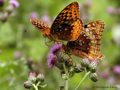 Fritillary Butterflies ~ WV