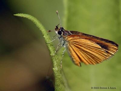 Least Skipper