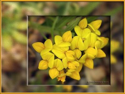 Birdsfoot Trefoil