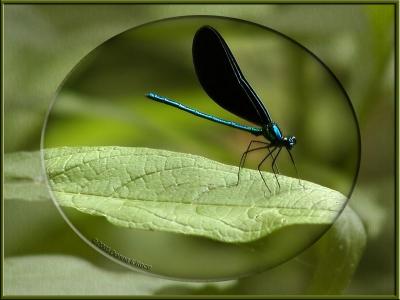 Ebony Jewelwing Damselfly