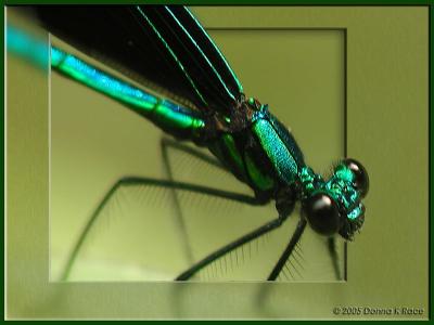Ebony Jewelwing~Closest