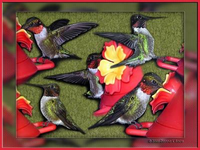 Ruby Throated Hummingbird Composite
