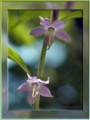 Tall Bellflower