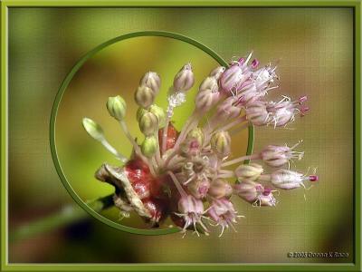 Unidentified Small Pink Wildflower