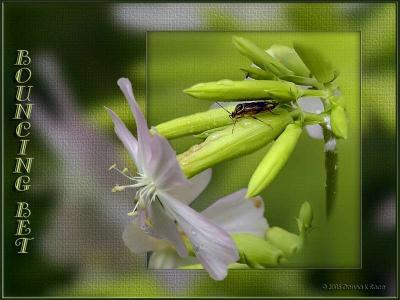 Bouncing Bet or Soapwort, and Friend