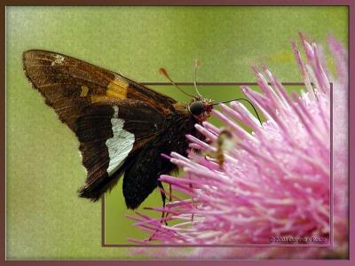 Silver Spotted Skipper and Thistle