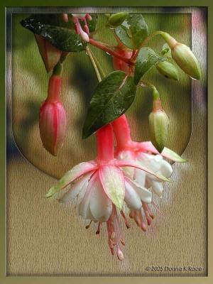 Our new Fuchsia Plant after the rain