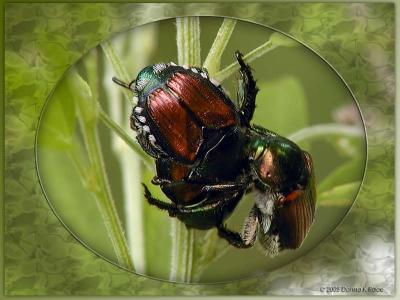 WV ~ Japanese Beetles