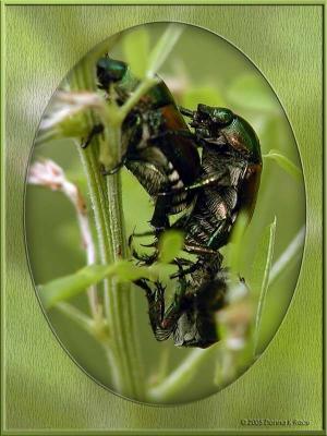 WV ~ Japanese Beetles