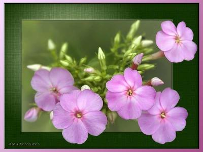 Annual/Drummond Phlox